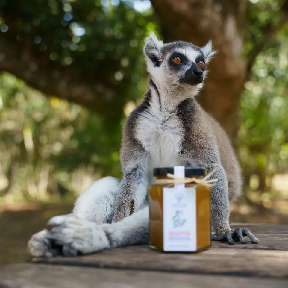 lémurs et pot de miels ilanga nature