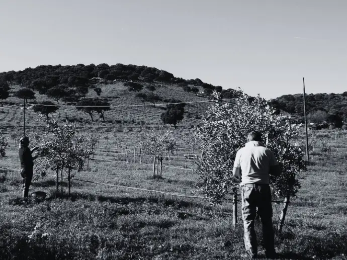 oliveraie en sardaigne