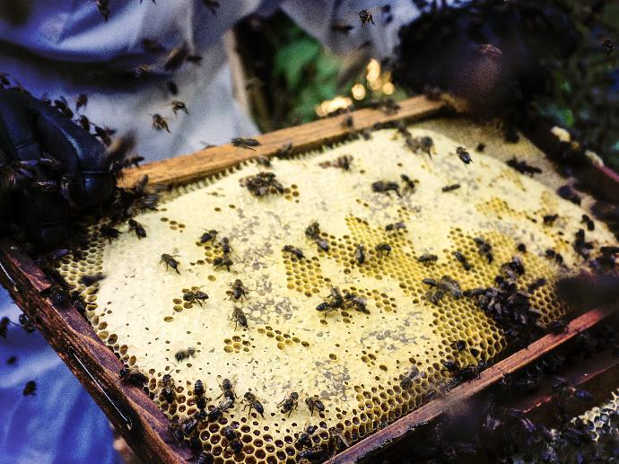 Cire d'Abeille jaune BIO