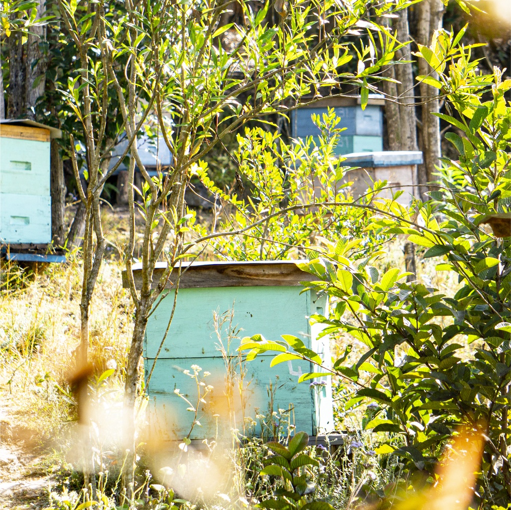 les ruches du miel de forêts primaires 140g