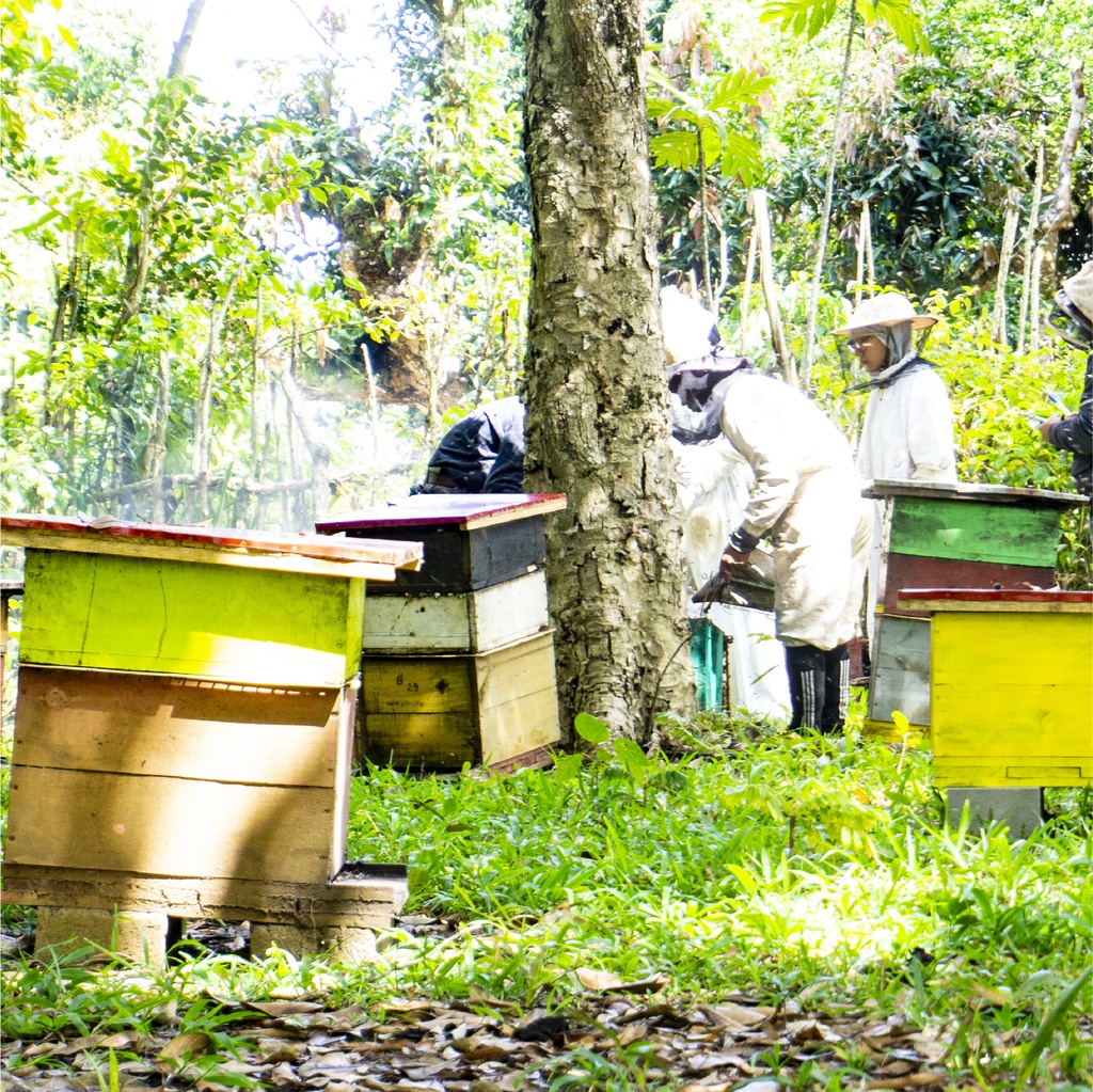 Extraction du miel de niaouli 250g