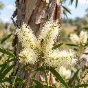 Miel de Niaouli (140g) - Niaouli Fleur