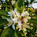 Fleur fôret humide.webp