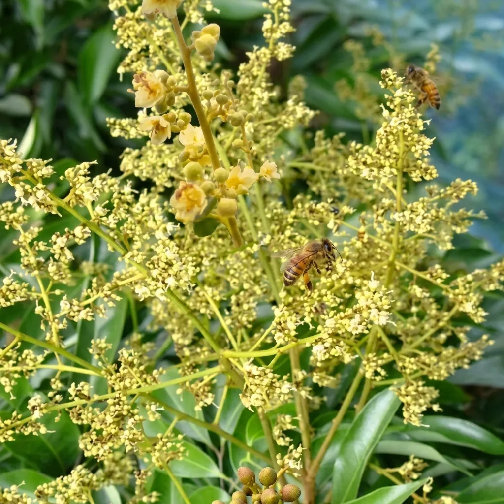 Fleur de Litchi.webp