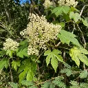 Fleur de Mokarana (2).webp