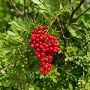Baie Rose Bio.webp