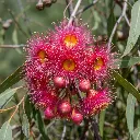 Fleur Eucalyptus.webp