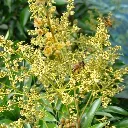Fleur de Litchi.webp