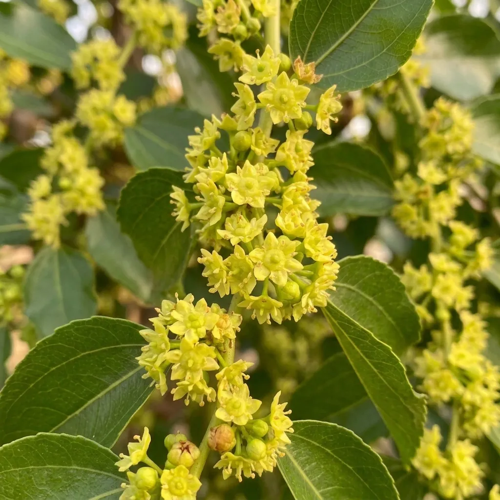 Miel de Jujubier (250g) - Fleur de jujubier