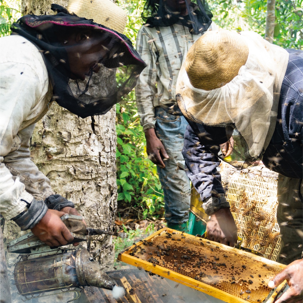 extraction du miel de cactus 250g