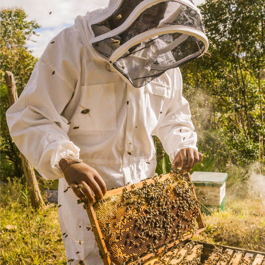 extraction du miel d'eucalyptus 5kg BIO