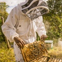 extraction du miel d'eucalyptus 140g